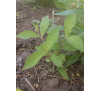 Вейгела гібридна Брістол Рубі (Weigela hybrida  "Bristol Rubi")